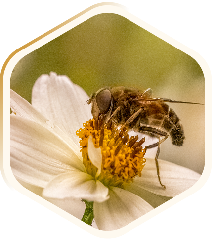 Honey Hexagon